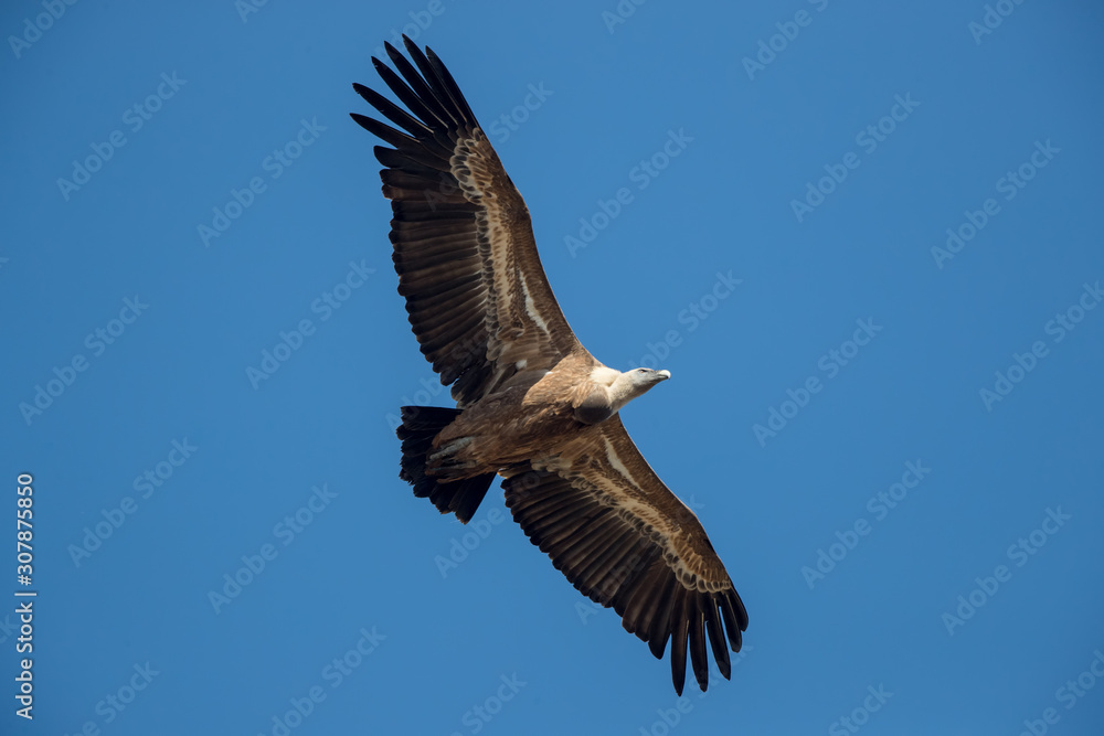 Griffon Vulture Flying