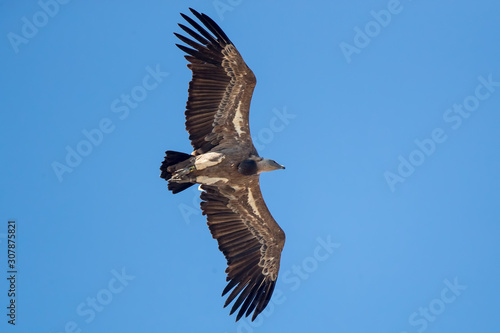 Griffon Vulture Flying © Simon Stobart