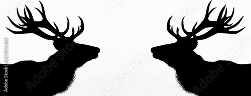 Deer with a white background