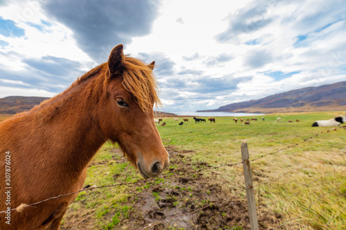 Icelandic Horses © David