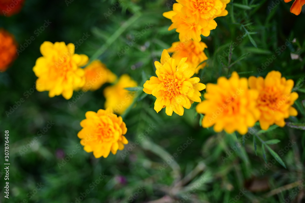 Beautiful flowers in the garden Blooming in the summer.Landscaped Formal Garden