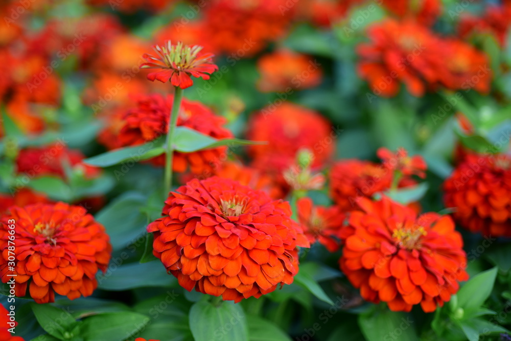 Colorful Flowers in the garden. Flower is Blooming Colorful Flowers in the garden. Flower is Blooming