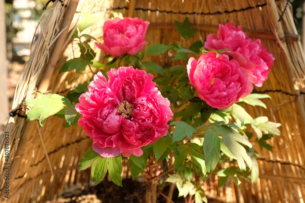 冬の徳川園で咲く 美しい冬牡丹の花 紫紅殿 Stock Photo Adobe Stock