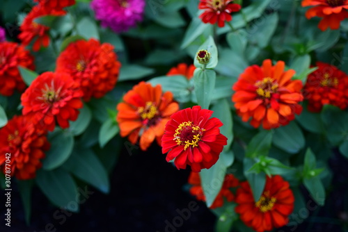red chrysanthemum background closeup in nature