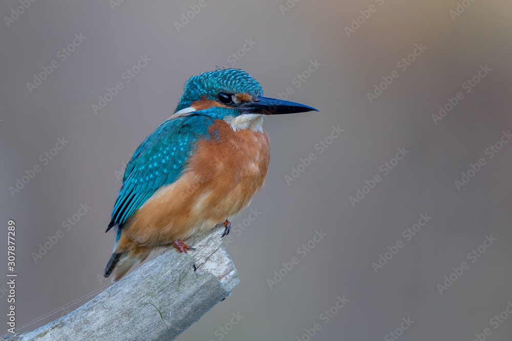 Fototapeta premium Zimorodek Na Okoń