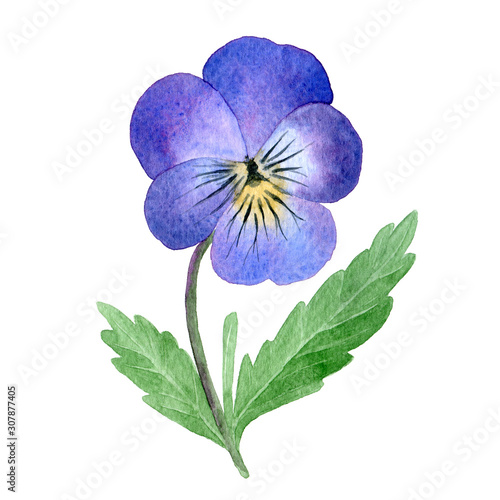 Blue watercolor pansy flower with green leaves, isolated on a white background.  Hand-drawn illustration. Single floral element