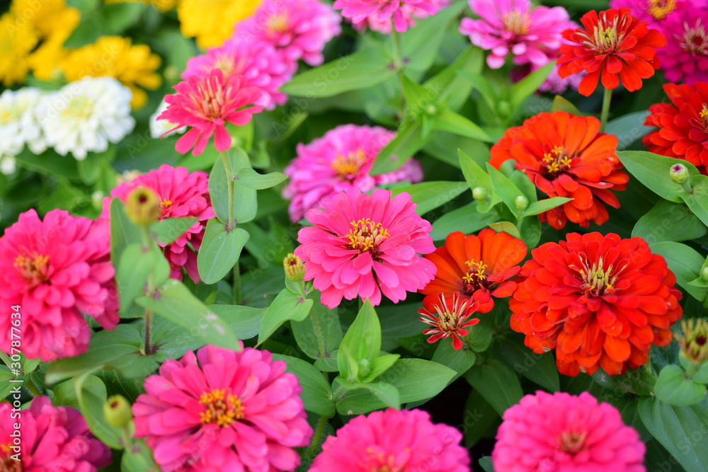 colorful flowers chrysanthemum in the garden colorful flowers chrysanthemum in the garden