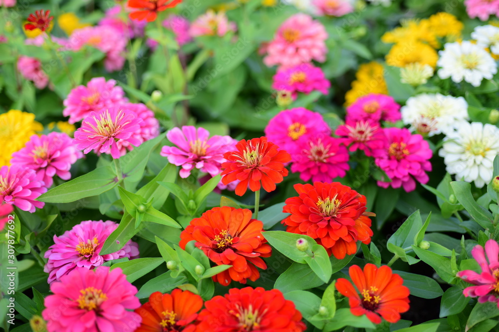 Colorful flower bed in a park Colorful flower bed in a park
