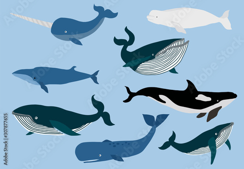 Simple whale character.Vector illustration character doodle cartoon