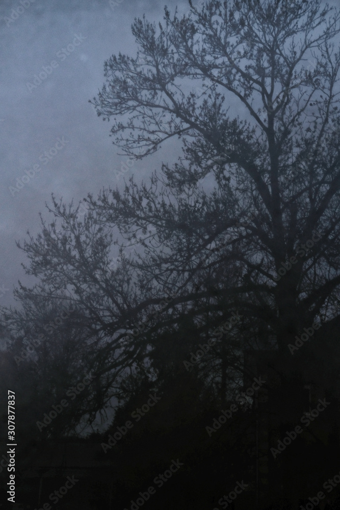 Albero spoglio, inverno