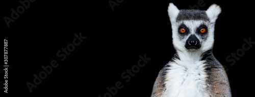 Photography Lemur with a black background