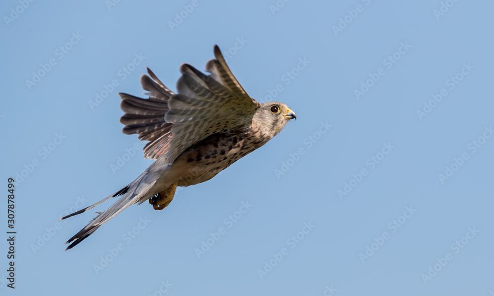 Obraz premium Kestrel Flying