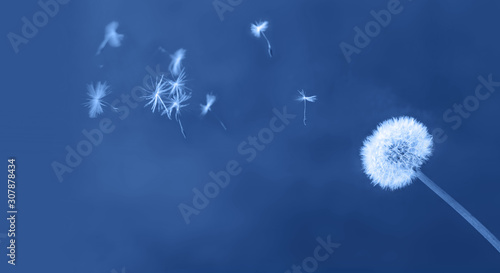 Fototapeta Naklejka Na Ścianę i Meble -  White dandelion on blue