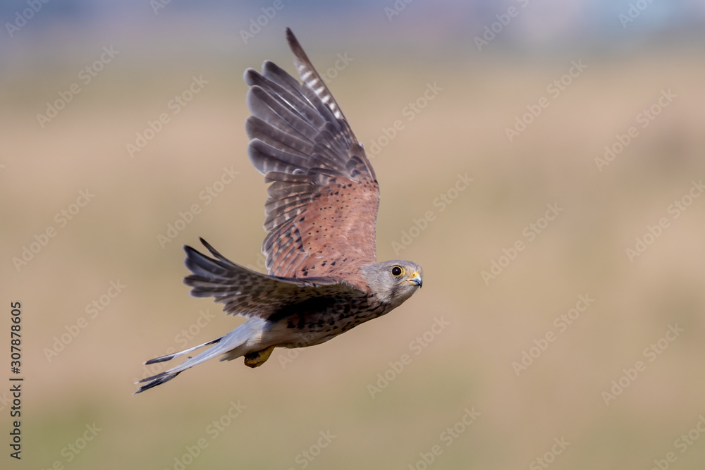 Fototapeta premium Kestrel Flying