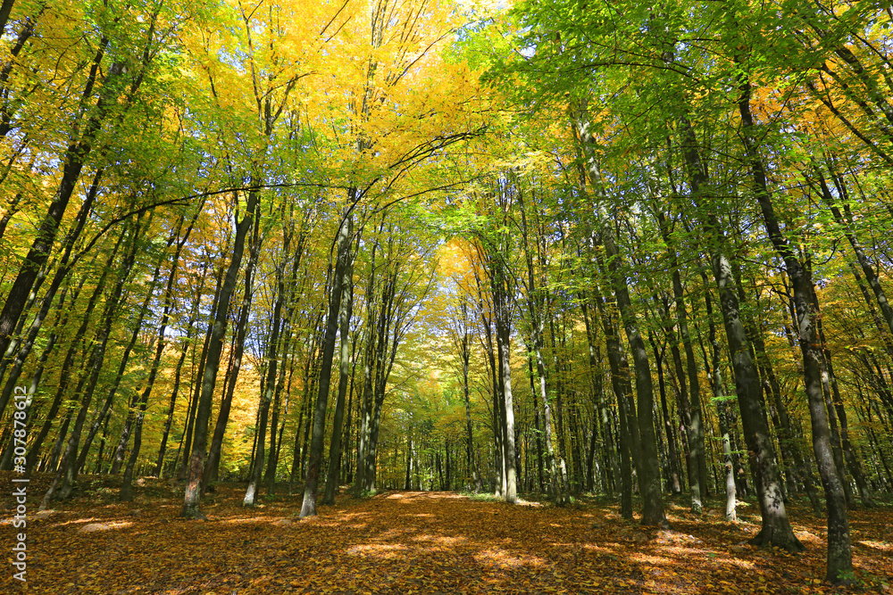 Obraz premium tall trees in forest