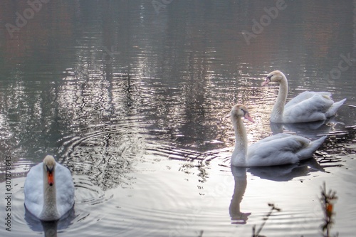 1038 - Geese of Duck Lake II (1038-ANI-112619-1027A) photo
