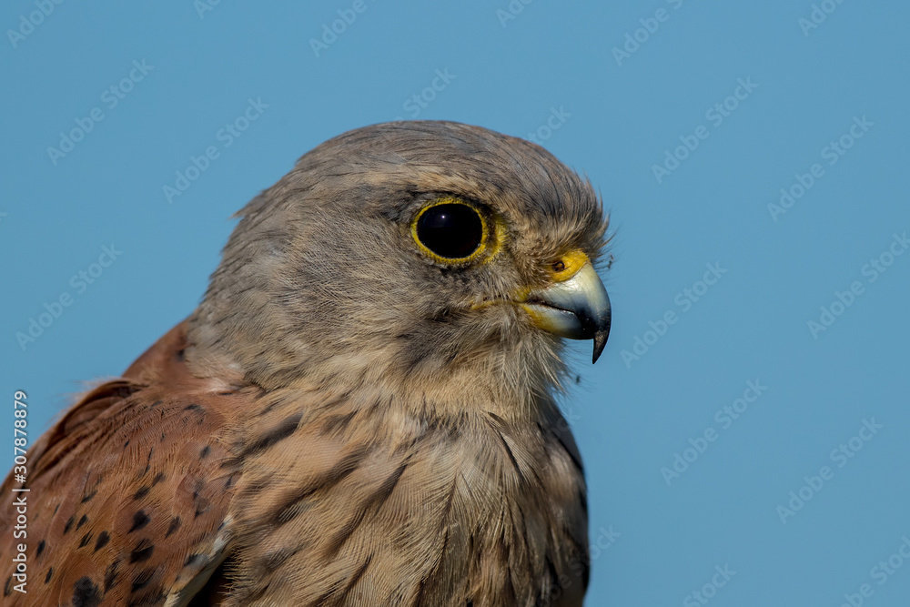 Kestrel Portrait Kestrel Portrait
