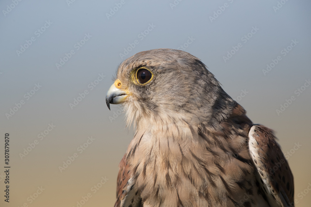 Kestrel Portrait Kestrel Portrait
