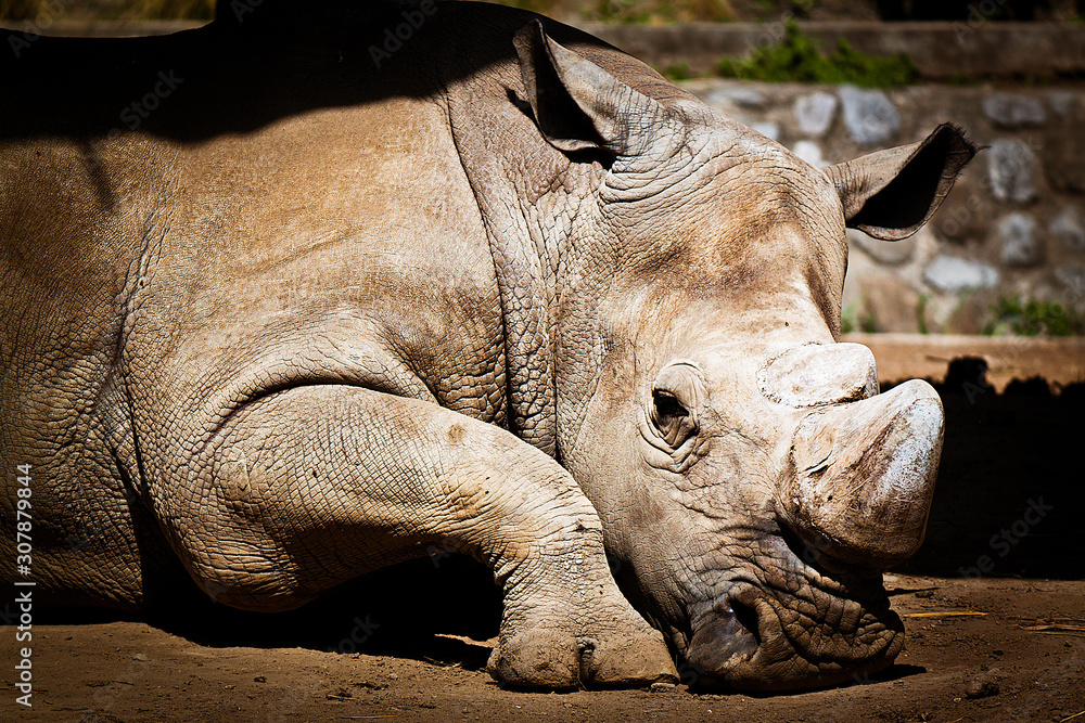 Obraz premium Gran rinoceronte africano