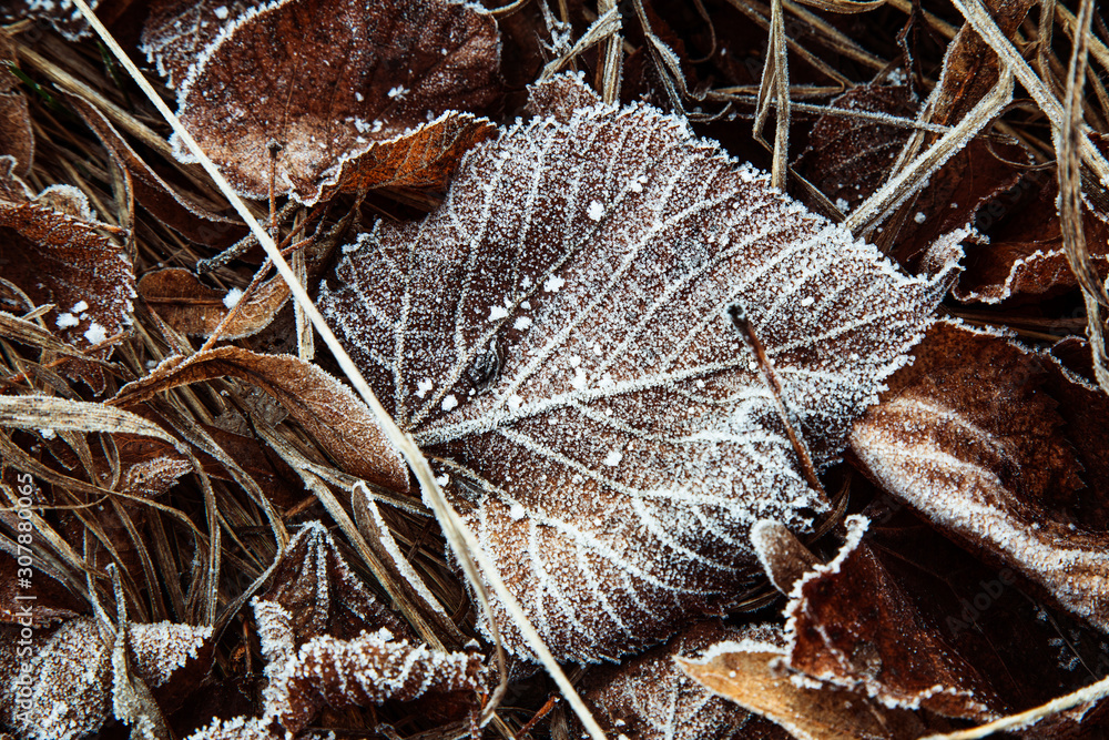 frozen leaves in hoarfrost on the ground frozen leaves in hoarfrost on the ground