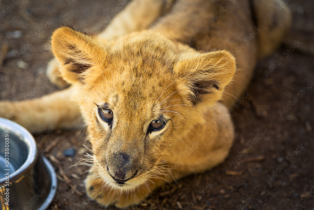 Obraz premium Hermoso león 