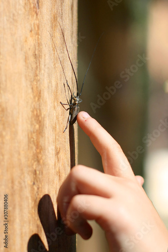 Children's hand touches a beetle. Beetle with long antennae on a tree. Insect.