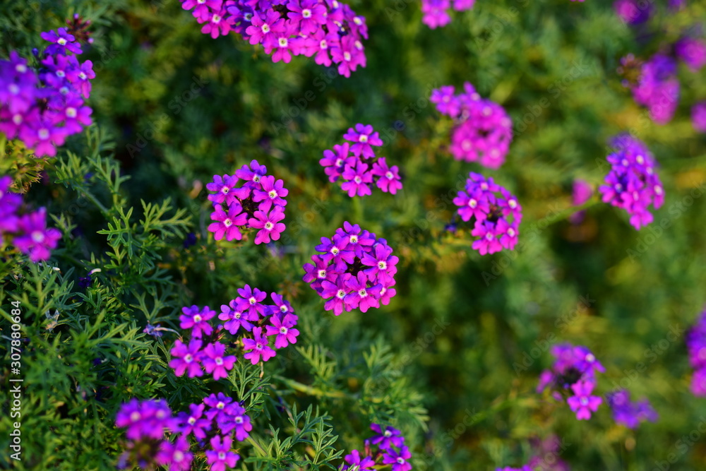 Beautiful flowers in the garden Blooming in the summer.Landscaped Formal Garden Beautiful flowers in the garden Blooming in the summer.Landscaped Formal Garden