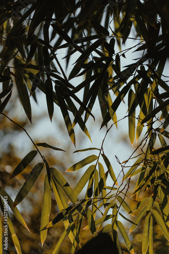 Foliage closeup in the garden