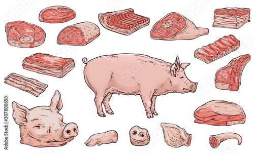 Pork meat butchery cutting scheme banner, sketch vector illustration isolated.