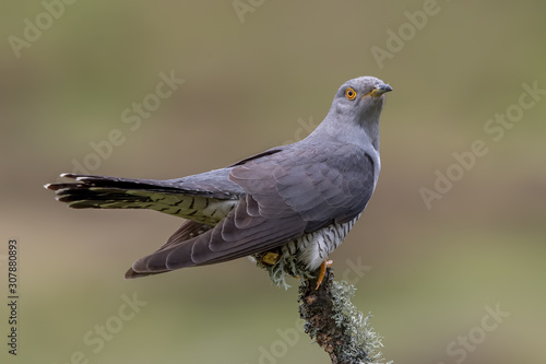 Cuckoo Perched on Branch © Simon Stobart