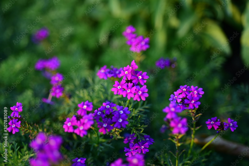 Beautiful flowers in the garden Blooming in the summer.Landscaped Formal Garden Beautiful flowers in the garden Blooming in the summer.Landscaped Formal Garden