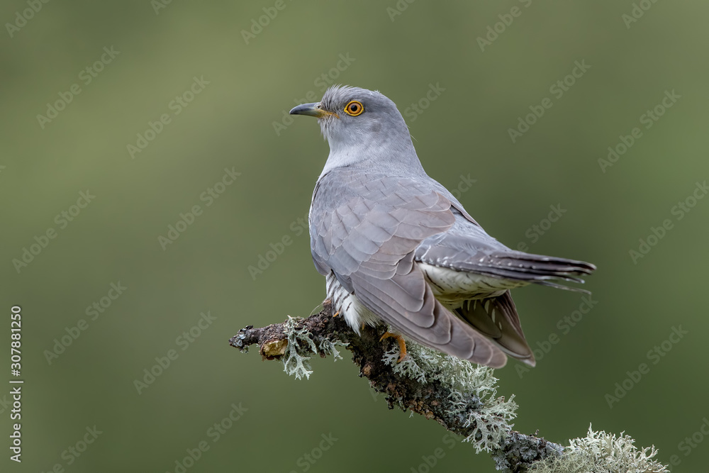 Cuckoo Perched on Branch Cuckoo Perched on Branch