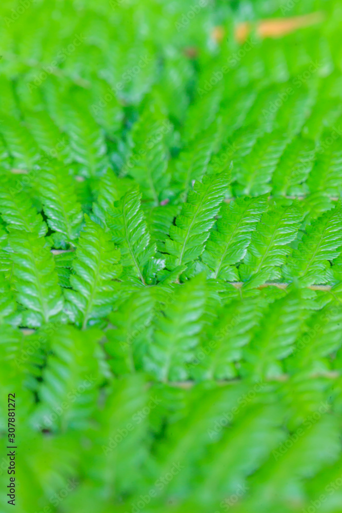 Closeup picture of tropical fern leaf Closeup picture of tropical fern leaf