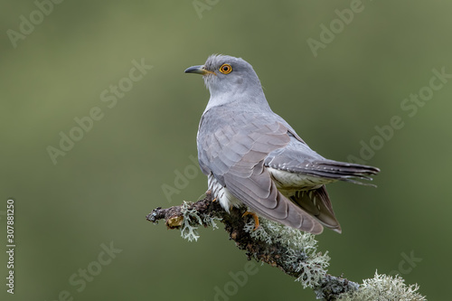 Cuckoo Perched on Branch