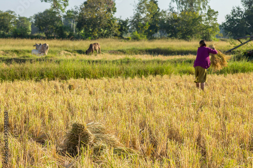 Farmers harvesting rice