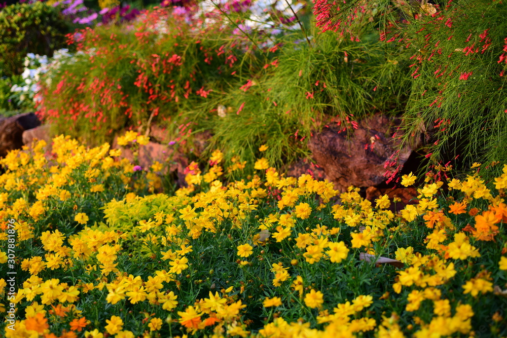 Colorful flower bed in a park 