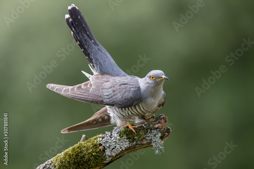 Cuckoo Perched on Branch photo