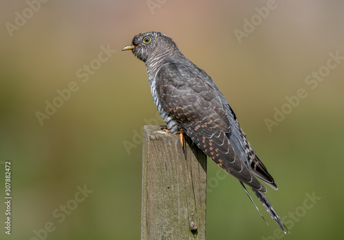 Cuckoo Perched on Wooden Post © Simon Stobart