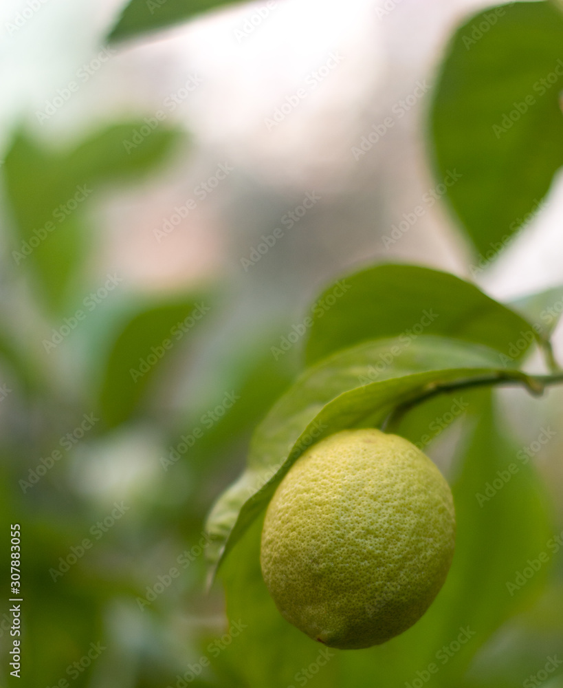  lemon and leaf on tree