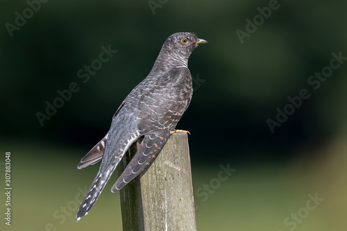 Cuckoo Perched on Wooden Post