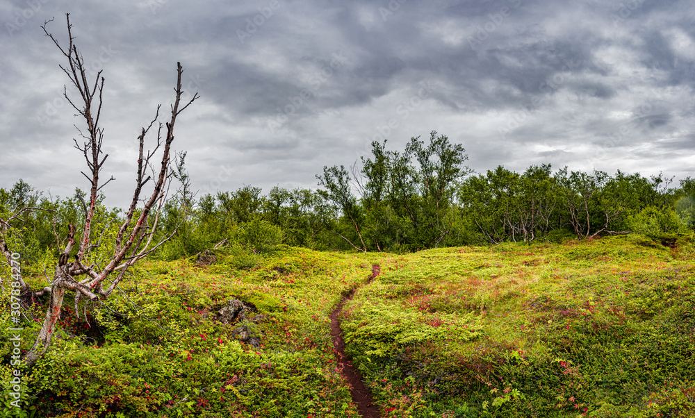 Unusual Iceland - panoramic view over a new forest grown above an old lava field with a hiking trail in Icelandic Highlands near lake Myvatn, summer