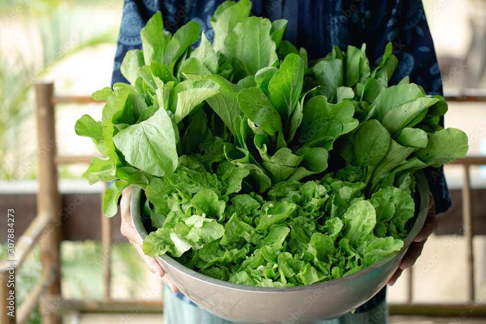 Female farmer holding a bowl with fresh organic vegetables havest from the farm. Female farmer holding a bowl with fresh organic vegetables havest from the farm.
