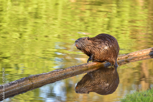 Beautiful wet nutria sits on a log above a pond and is reflected in the water photo