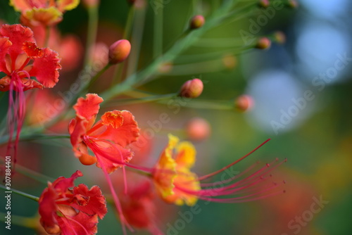 Royal poinciana's red flower blooming on the tree(Delonix regia)