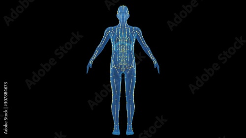 The human body meridian