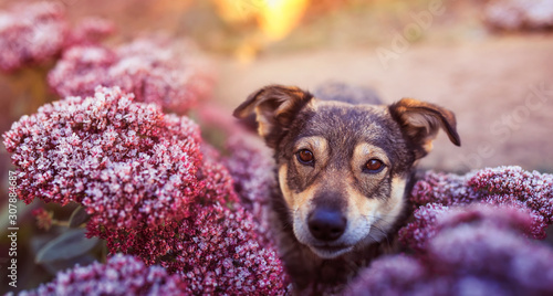 portrait of a beautiful brown dog in the autumn garden in the surrounded by purple flowers covered with shiny frost crystals on a Sunny frosty morning