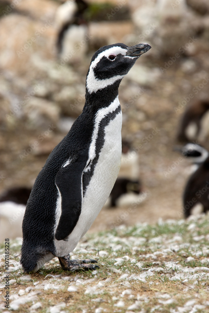 Naklejka premium Magellanic Penguin - Falkland Islands
