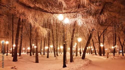 white branches of trees in winter and streetlight