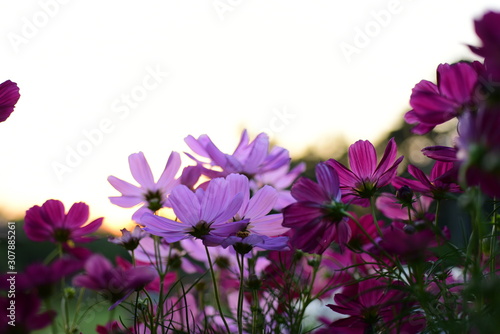 sunlight and cosmos flower on field with vintage toned.