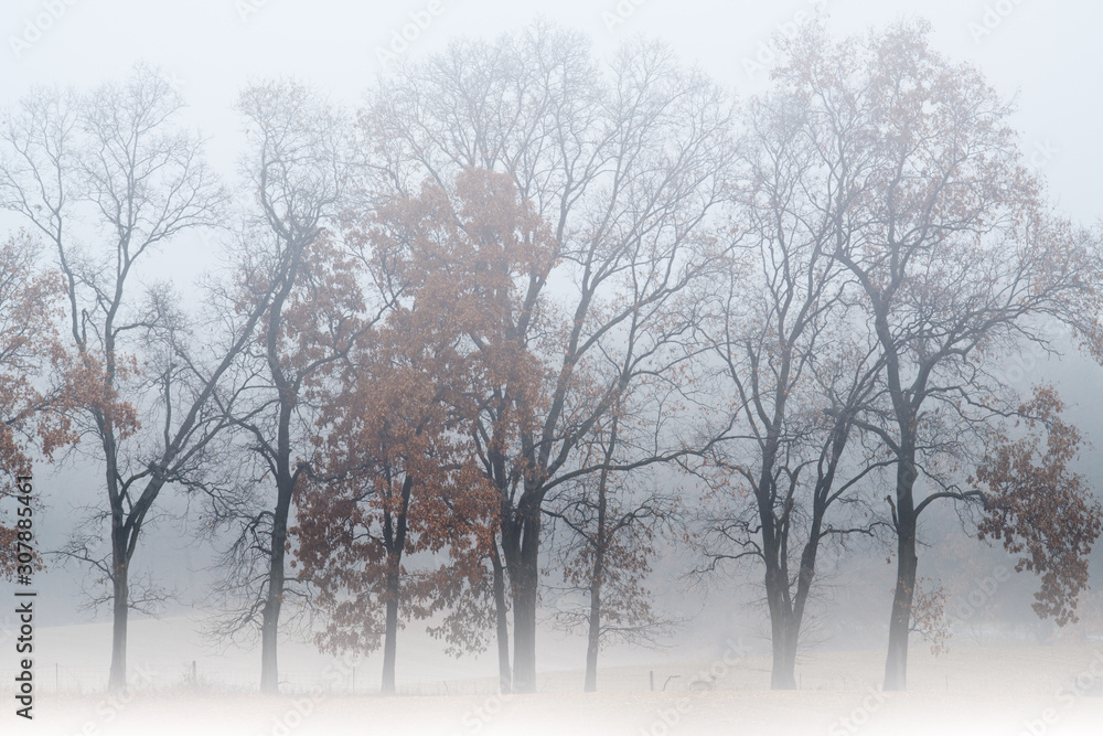 Bare Winter Trees in Fog with Deer Bare Winter Trees in Fog with Deer